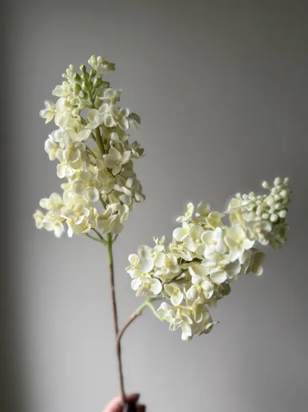 Hovedbilde Syrinhortensia krem hvit 