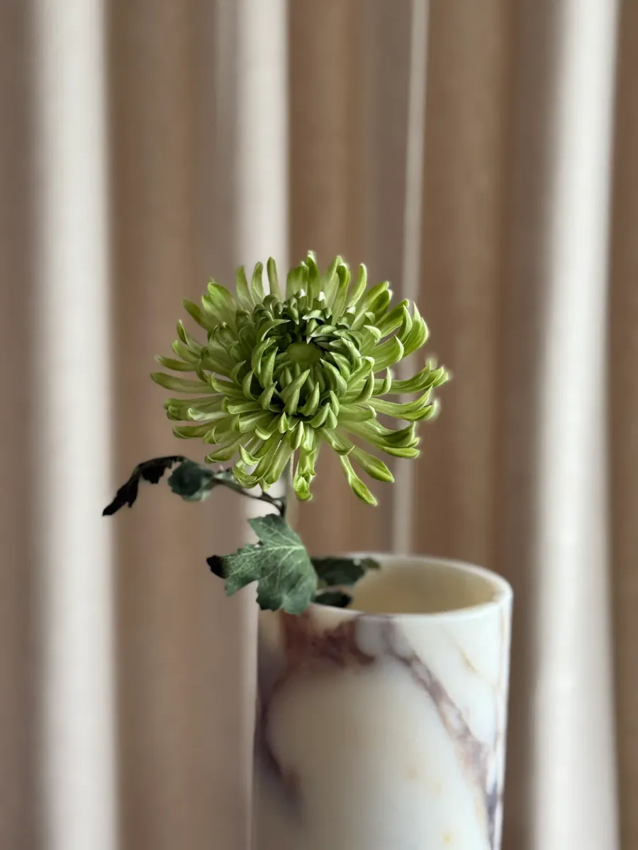 Krysantemum 