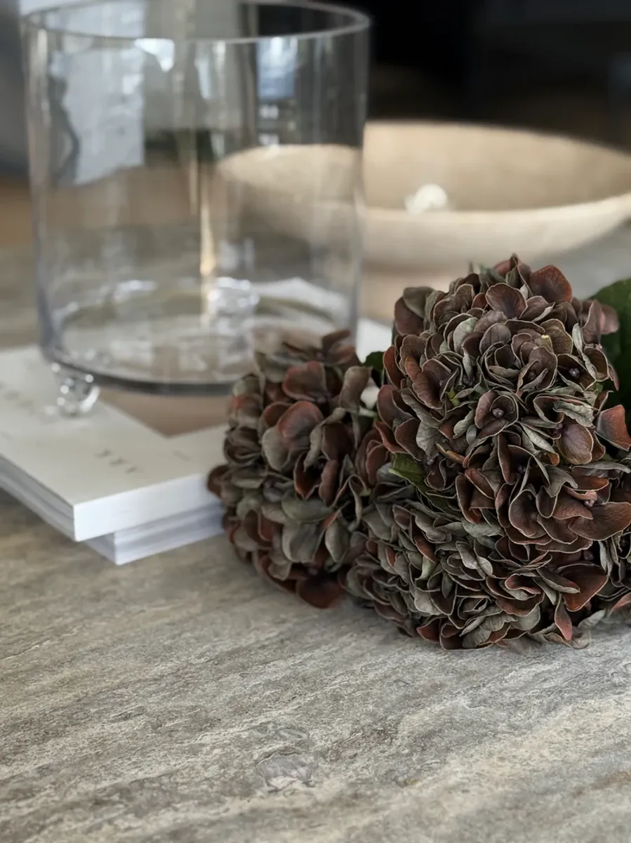 Hortensia Mørk brun